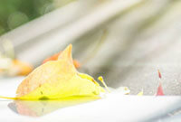 获得全运会 获得全运会